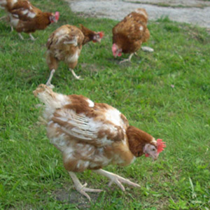 50 poules pondeuses recueillies à la Ferme des Animaux !