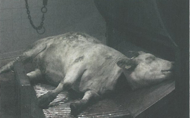 RÃ©sultat de recherche d'images pour "Clic animaux vache morte"