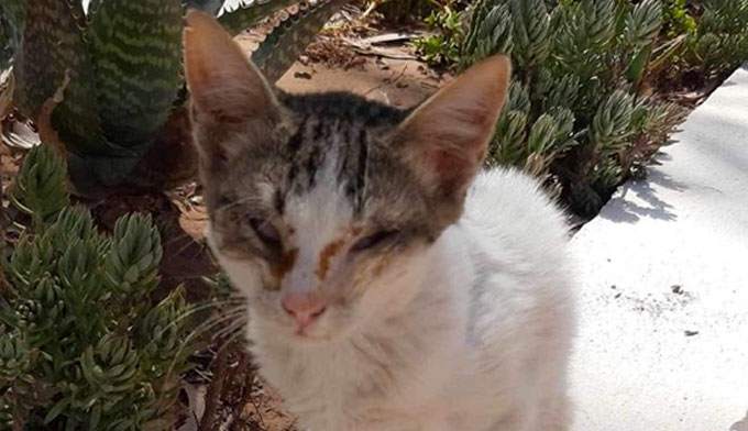 SOS STÉRILISATION : 80 chats errants à stériliser en urgence