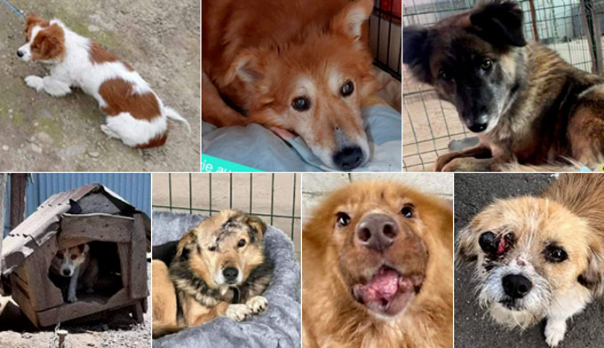 SOS TRANSPORT : 7 chiens attendent votre aide ! 