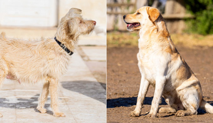 SOS TRANSPORT : 2 chiens de Tunisie à sauver !