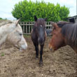 SOS ASSO : 17 chevaux malades...