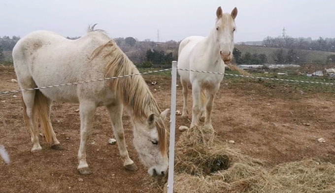 Alerte sécheresse : pénurie de foin, 74 chevaux en danger !