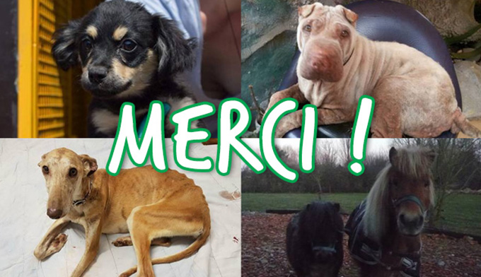 Des nouvelles des 19 chiens de Roumanie et des autres !