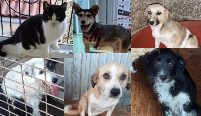 SOS EUTHANASIE : 27 chiens détenus en fourrière…Sans votre aide, ils seront euthanasiés !