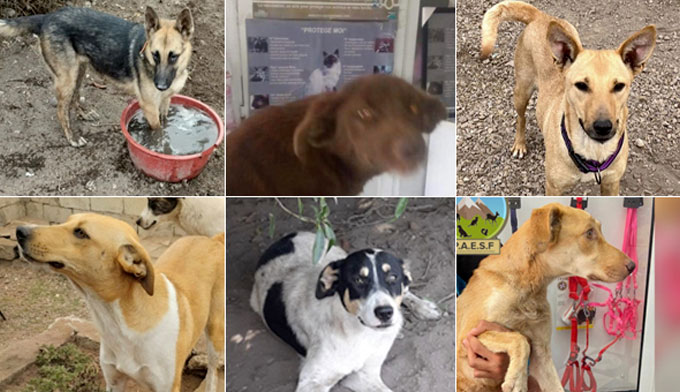 Urgence Maroc : 7 chiens ont besoin de notre aide pour rejoindre la France !
