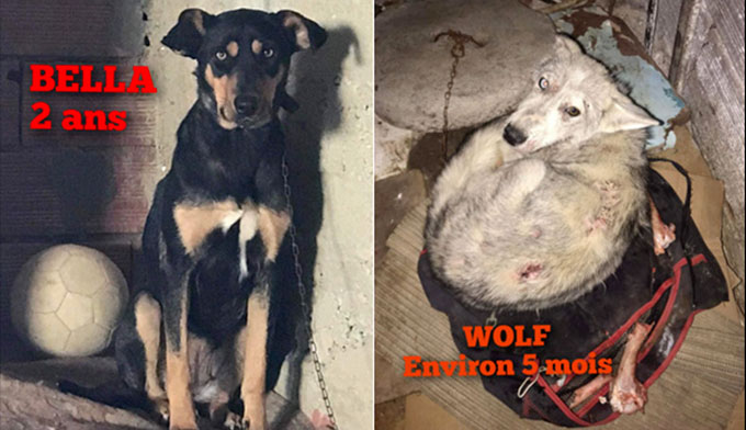SOS TRANSPORT : Bella et Wolf, deux innocents des rues de Tunisie !