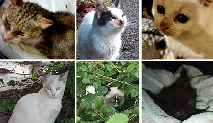 SOS pour les chats de Lille… sans vous, ils sont condamnés