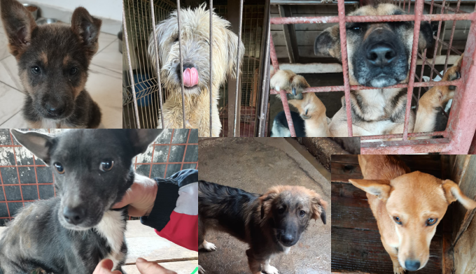 SOS TRANSPORT : 18 chiens à sauver de la mort !
