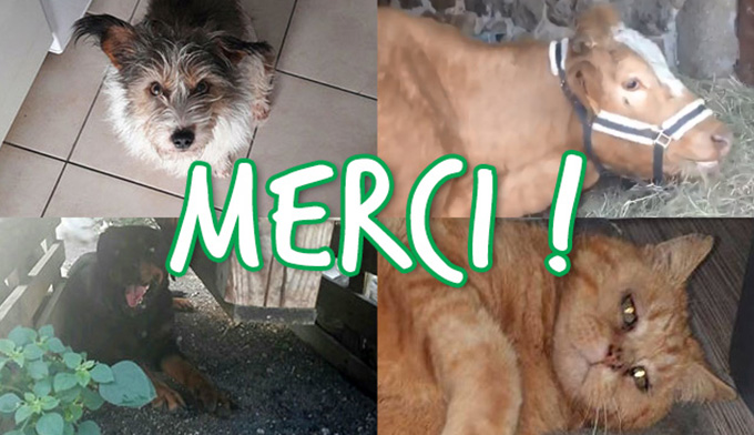 Des nouvelles des 18 chiens de Roumanie et des autres !