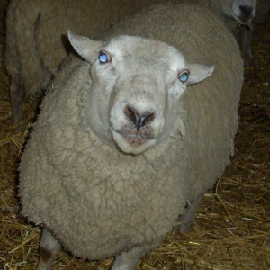 8 nouveaux moutons à la Ferme des Animaux !