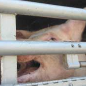 Des cochons de l'Espagne vers l'Italie : plus de 36h de transport douloureux
