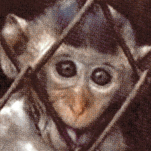 Protocole sur des macaques  : nouveau communiqué de presse de Pro Anima