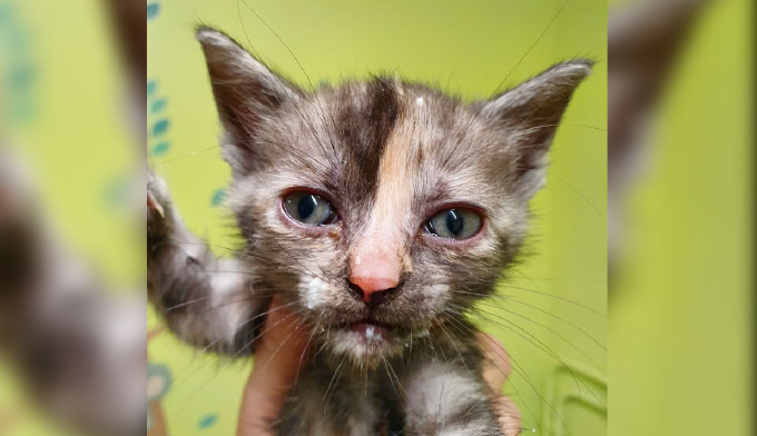 SOS Fermeture Association : 152 chats à sauver ! 