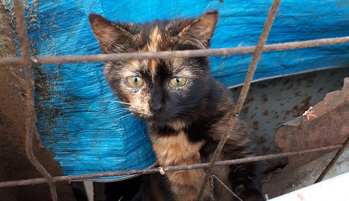 SOS ASSOCIATION : Sans votre aide, 250 chats vont disparaître… 