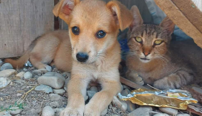 SOS TRANSPORT : 14 chiens et 5 chats