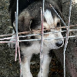SOS EUTHANASIE : 27 chiens détenus en...