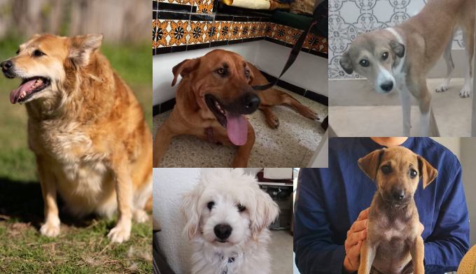 SOS TRANSPORT : 7 chiens meurtris !