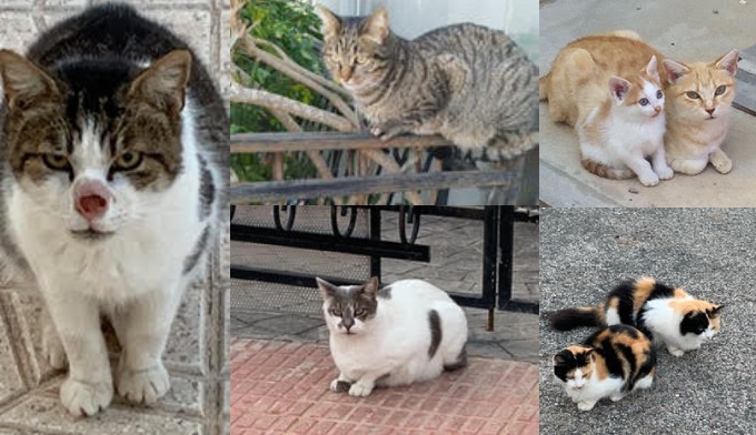SOS STÉRILISATION : 76 chats…Le voisinage les empoisonne, les maltraite, les fusille...