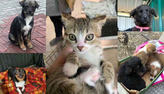 SOS TRANSPORT : 24 chiens et chats attendent votre aide !