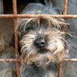 SOS Euthanasie : Sans nous, 30 chiens...