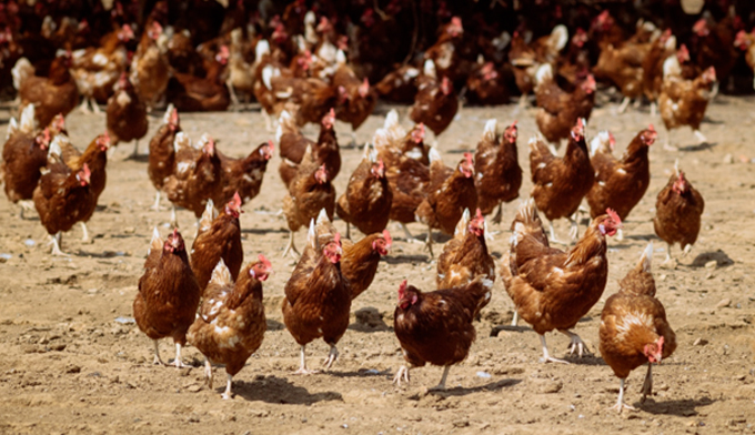Sauvons 50 poules issues de l’industrie de l’œuf ! 