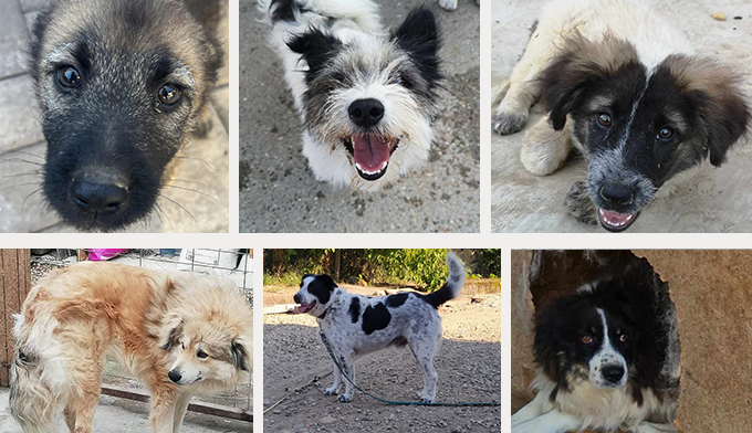 SOS TRANSPORT : 25 chiens à sauver dont 5 en urgence euthanasie !