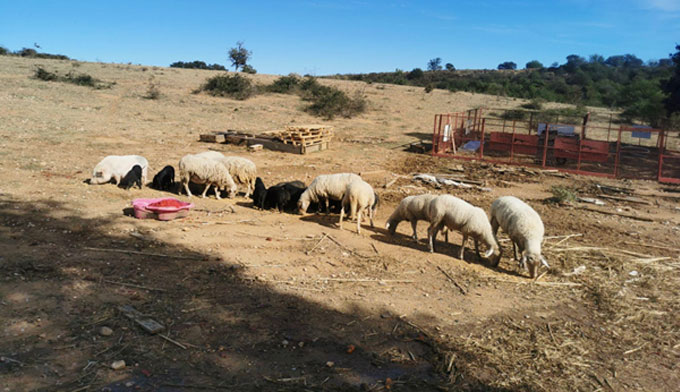 8 moutons et 16 cochons risquent leur vie chaque jour !