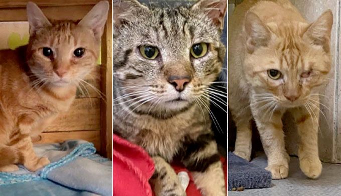 SOS NÉGLIGENCE : 14 chats qui ont grandi en enfer…