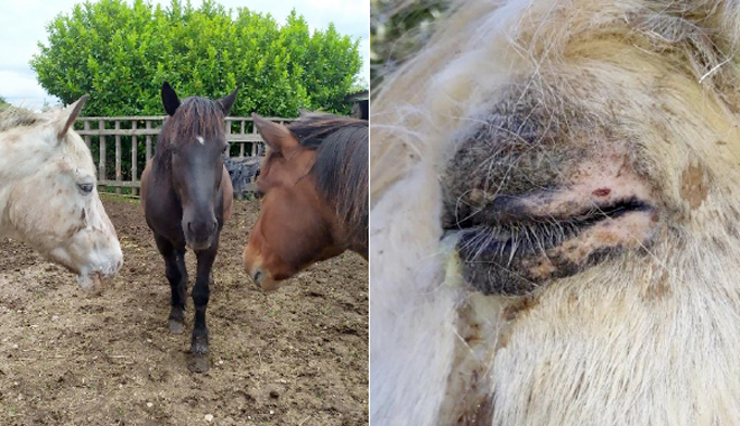SOS ASSO : 17 chevaux malades risquent d’être abandonnés…